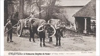 Sussex Oxen - A Lost History