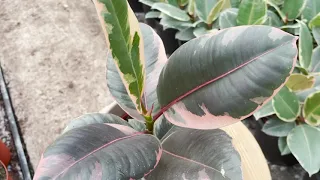 Ficus Belize | Live from the Nursery Series