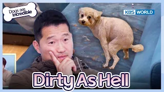 Dirty As Hell [Dogs are incredible : EP.207-1] | KBS WORLD TV 240220