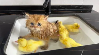 Very brave kitty 👍! The duckling jumped into the pool to swim. cute animal videos