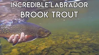 Incredible Labrador Brook Trout Fishing