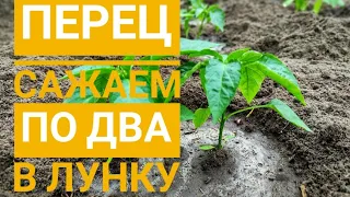 Сажаем сладкий перец в открытый грунт/Почему по два в лунку?