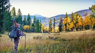 2020 Montana Archery Elk Hunt