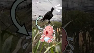 This Bird Perfectly Mimics Chainsaw, Crying Baby, Laser Gun and Camera Shutters