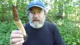 Paul Stamets in FP's cultivated morel patch June 2 2011