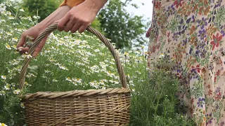 Ромашка аптечная в диком виде в Сибири не растет!