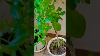 Причиняю добро растениям из подъезда. Часть 2. новый влог на канале #plants #коллекциярастений #влог