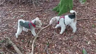 Fox terriers tussle over a big stick