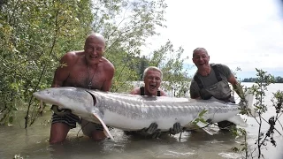 Ловля Осетра 2 метра 71см  180 кг  см  fraser river канада