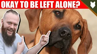 Can a RIDGEBACK be left alone?