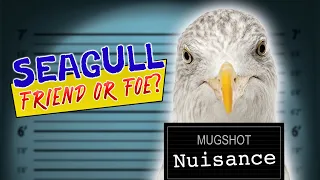 Seagull facts || Seagull Friend or Foe? || Must see!