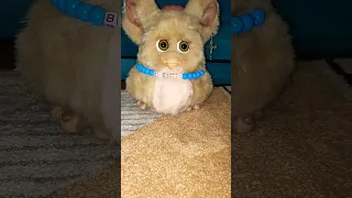 Furby 2005 ~ Looping Glitch