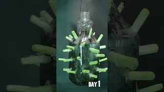 Re-growing Green Onion in Bottle Time Lapse