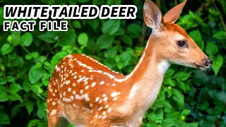 White Tailed Deer Facts: the SMALLEST North American Deer 🦌