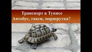 Общественный транспорт Туниса|Что выбрать автобус, маршрутку, такси|Цены и оплата проезда