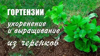 Гортензия крупнолистная. Укоренение и выращивание черенков