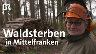 Waldsterben in Mittelfranken: Das Ende der Kiefer | Zwischen Spessart und Karwendel | BR