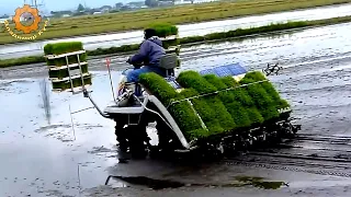 Amazing Rice Growing in Japan