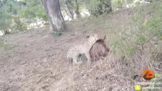 Battle Between Leopard   Wildebeest Mother over Calf   Graphic