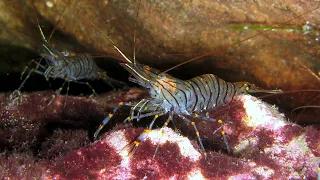 Shrimp | Wikipedia audio article