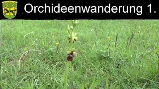 Orchideenwanderung –Teil1.