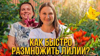 Как быстро размножить лилии?