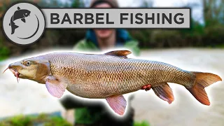 How To Catch BARBEL - A Simple Guide To Barbel Fishing