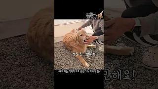 강제로 빗질 당한 강아지가 복수하는 방법 #shorts