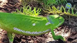 See how the Chameleon move fast |nawesa