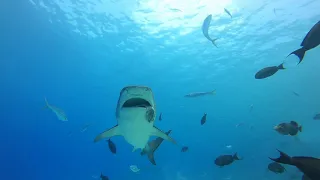 Tiger Shark Diving in Fuvahmulah | Maldives Scuba Diving