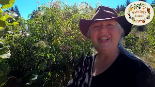 Raintree Nursery's Elderberry Growing Guide