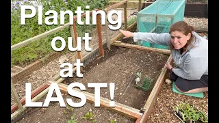 Planting out| Sowing Peas| Preparing greenhouse|