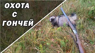 охота с гончей. Послушал Дуная. Взяли енота.