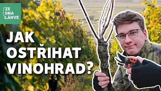 Jak na střihání vinohradu? | Zimní řez vinné révy