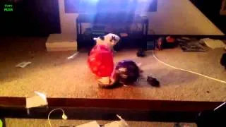 Funny Scared Cat Videos Compilation 2013 NEW HD