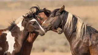 Zipper the Brave Little Wild Stallion of McCullough Peaks in WY by Karen King