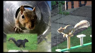 Top 12 Squirrel Obstacle Courses