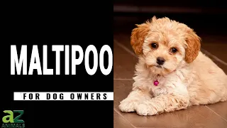 The Allergy Friendly Maltipoo: Dog Breed Guide With Pros & Cons, Photos, and Facts
