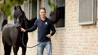 Friesian horses , Friese paarden, Friesian sport horses, for sale , te Koop. Stoeterij Galloper