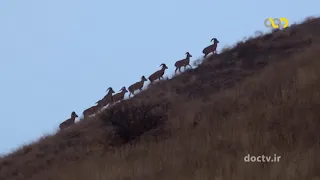 Wildlife of Iran "Wild Sheep"