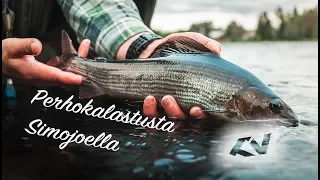 Perhokalastusta Simojoella // Fly Fishing in River Simojoki