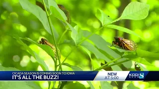 This year's brood of trillions of cicadas first in 200 years