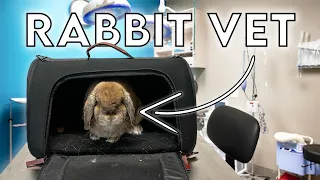 Rabbit Vet Visit