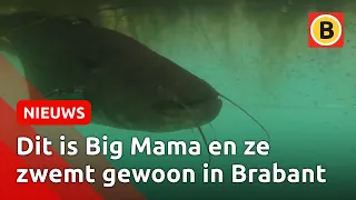 Enorme meerval trekt duikers naar de Kempervennen | Omroep Brabant