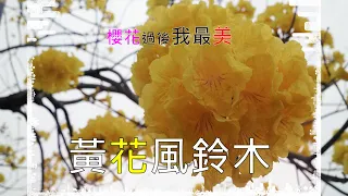 黃花風鈴木 | 綻放城巷裡最狂盛的風采