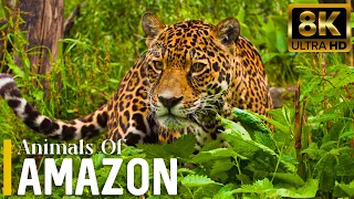 Amazon Jungle 8K ULTRA HD | Wild Animals Of Amazon Rainforest | Forest Animals and Real Sounds