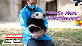 Who Is More Mischievous, Nanny Or Panda? | iPanda