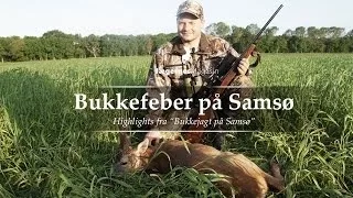 Jagt - Bukkefeber på Samsø / Roe deer stalking