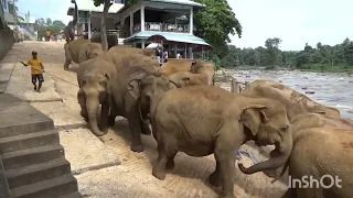 Pinnawala Elephant Orphanage, Rambukkana. #srilanka @ayo beautiful world_10