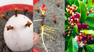 How to Grow Clove Trees From Cloves in Egg || Growing clove plants from cloves at home